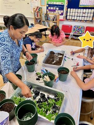 Transplanting Tomato Plants